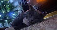 Mia is registered to the contest to win money with this photo: cat, gray_cat, white_paws, carpet, fireplace, fire, warm_light, christmas_tree, holiday_lights, decorations, indoor, cozy, relaxed, sleepy, pet, animal, feline, home, festive, soft_lighting
