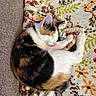 Callie joined the competition — help win amazing prizes! cat, calico_cat, sleeping, blanket, floral_pattern, cozy, pet, feline, indoor, resting, fur, animal, cute, comfort, soft, warm_colors, relaxation, close_up, home, nap
