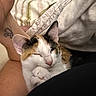 Callie is registered to the contest to win money with this photo: cat, calico, sleeping, pet, animal, feline, cozy, bed, blanket, human_leg, tattoo, paw, resting, cute, domestic, fur, whiskers, closeup, indoor, relaxed