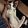Callie
