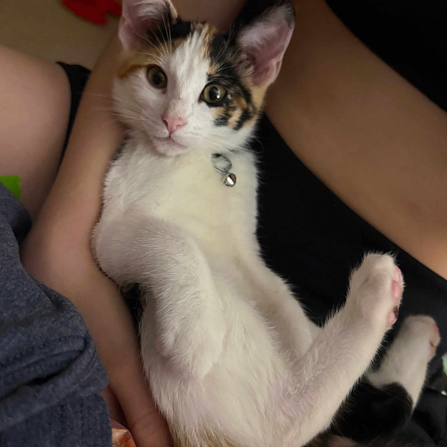 Callie is registered to the contest to win money with this photo: cat, kitten, calico, pet, animal, cute, relaxing, indoor, person, arms, fur, whiskers, collar, pink_nose, eyes, paw, tail, comfort, closeup, portrait