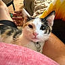 cat, calico_cat, pet, lap, person, hand, furniture, chair, pillow, sunflower_pillow, indoor, relaxing, cozy, fur, animal, domestic_animal, pink_clothing, black_shorts, skin, resting