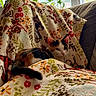 cat, calico_cat, blanket, floral_pattern, couch, indoor, cozy, pet, animal, furniture, window, plant, relaxing, fur, tail, ears, whiskers, domestic, resting, soft