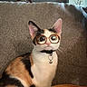 cat, calico_cat, glasses, collar, bell, couch, indoor, pet, animal, feline, funny, distorted_eyes, living_room, home, furniture, decor, cute, sitting, portrait, domestic_animal
