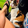 animal, calico, car_interior, cat, collar, daylight, domestic_animal, footwear, grass, greenery, house, leash, legs, person, pet, relaxing, sandal, suburb, window, young_cat