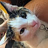 cat, calico_cat, pet, animal, close_up, collar, bell, whiskers, nose, fur, person, arm, skin, sunflower, flower, indoor, resting, curious, cute, portrait