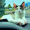 Callie joined the competition — help win amazing prizes! animal, bell, building, calico_cat, car_interior, cat, collar, dashboard, fur, outdoor, parked_car, paw, pet, relaxed, sky, speedometer, street, tree, whiskers, window