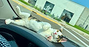 Callie joined the competition — help win amazing prizes! animal, building, calico_cat, car_interior, cat, curious, dashboard, daytime, ears, lying_down, outdoor, paw, pet, pink_paw_pads, relaxed, road, sidewalk, sunlight, whiskers, window