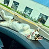 animal, building, calico_cat, car_interior, cat, curious, dashboard, daytime, ears, lying_down, outdoor, paw, pet, pink_paw_pads, relaxed, road, sidewalk, sunlight, whiskers, window