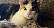 Callie is registered to the contest to win money with this photo: cat, calico, pet, animal, feline, blanket, soft, cozy, couch, indoor, fur, whiskers, ears, collar, relaxed, cute, portrait, domestic, resting, curious