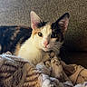 cat, calico, pet, animal, feline, blanket, soft, cozy, couch, indoor, fur, whiskers, ears, collar, relaxed, cute, portrait, domestic, resting, curious