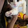Callie is registered to the contest to win money with this photo: brown_hair, casual, cat, ceiling, close_up, curious, furniture, hand, holding, home, indoor, kitten, paw, person, pet, red_trim, relaxed, wall, yellow_shirt, young_cat