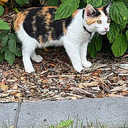 Callie joined the competition — help win amazing prizes! alert, animal, calico_cat, cat, collar, concrete, curious, ears, eyes, feline, grass, greenery, nature, outdoor, paws, pet, plants, side_view, whiskers, wood_chips