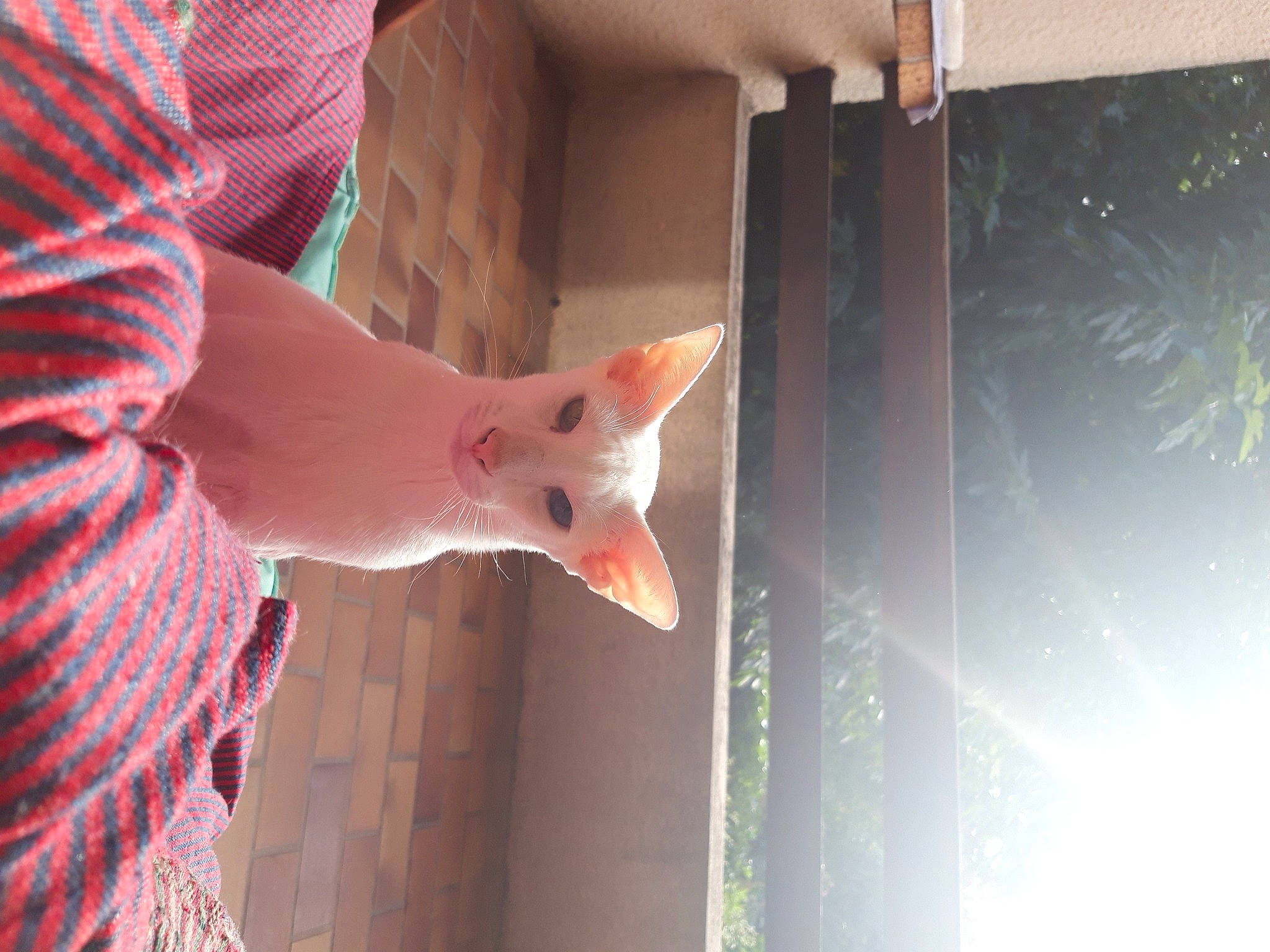 Merlin participe au concours pour gagner de l'argent avec cette photo : beak, bird, cat, feather, felidae, fish, fur, livestock, magenta, peach, poultry, small_to_medium_sized_cats, tail, whiskers, window, wood