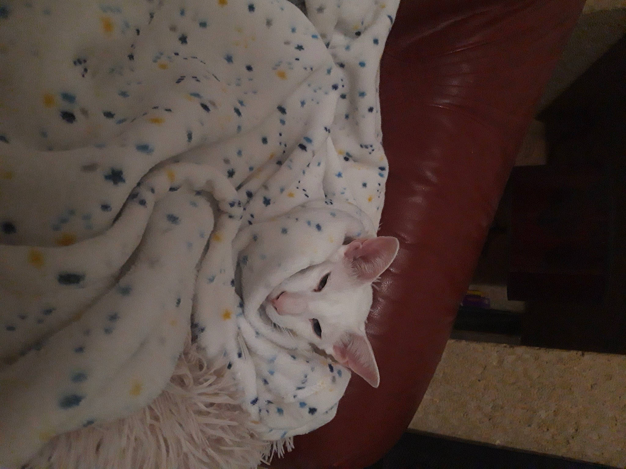 Merlin a rejoint le concours — aidez-le/la à gagner de superbes lots ! arm, close_up, comfort, felidae, flooring, foot, hand, human_body, human_leg, knee, leg, linens, macro_photography, nail, pattern, peach, petal, porcelain, sleeve, thigh