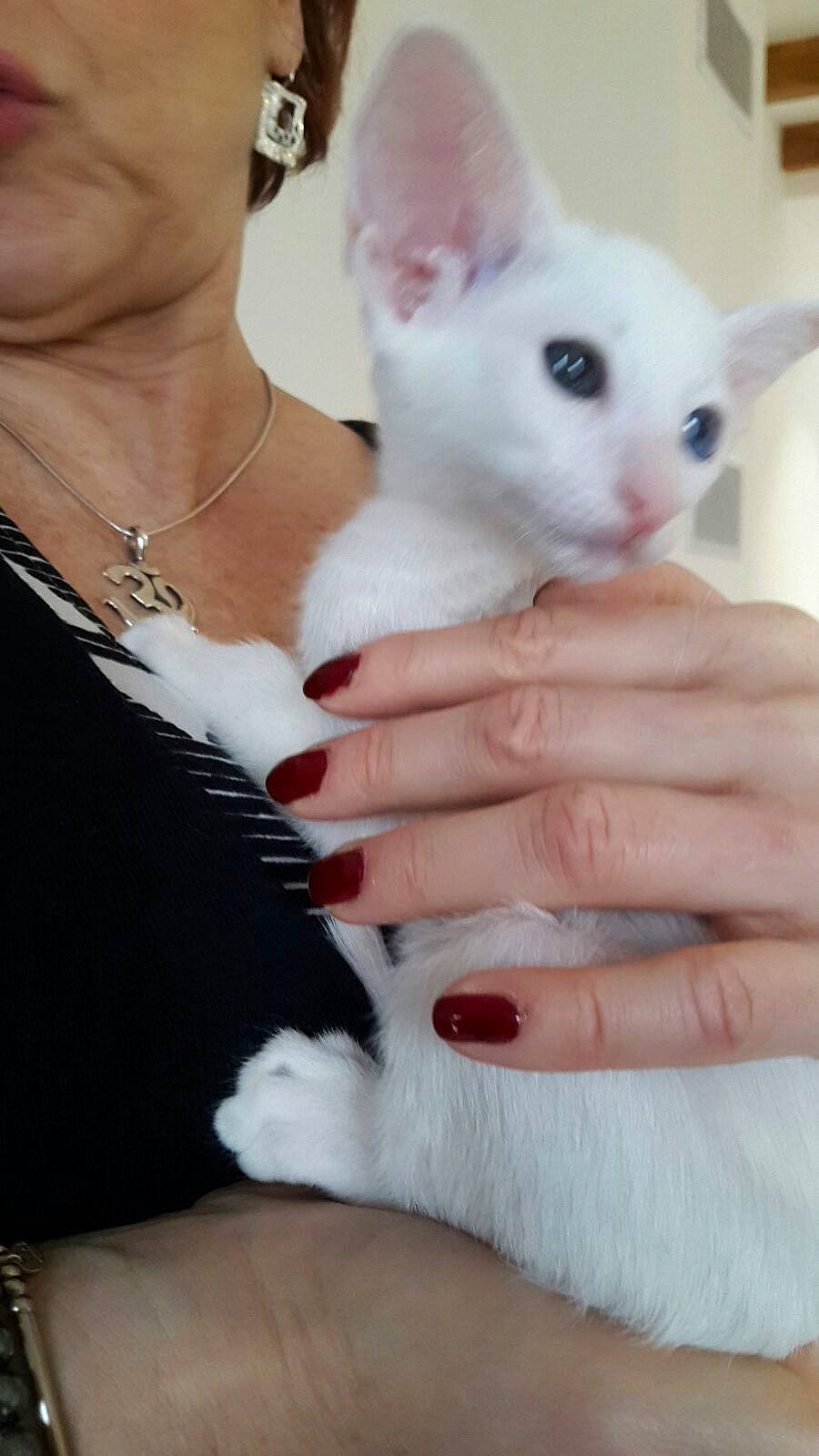 Merlin a rejoint le concours — aidez-le/la à gagner de superbes lots ! body_jewelry, domestic_rabbit, ear, fashion_accessory, felidae, finger, fur, gesture, happy, jewellery, nail, necklace, paw, rabbit, rabbits_and_hares, skin, thumb, whiskers, white