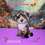 Lucky is registered to the contest to win money with this photo: puppy, dog, sitting, fluffy, black_and_white, blue_eye, brown_eye, bandana, butterflies, monarch_butterflies, purple_background, outdoor_scene, nature, portrait, pet, animal, text_overlay, indian_summer, colorful, cute