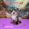 puppy, dog, sitting, fluffy, black_and_white, blue_eye, brown_eye, bandana, butterflies, monarch_butterflies, purple_background, outdoor_scene, nature, portrait, pet, animal, text_overlay, indian_summer, colorful, cute