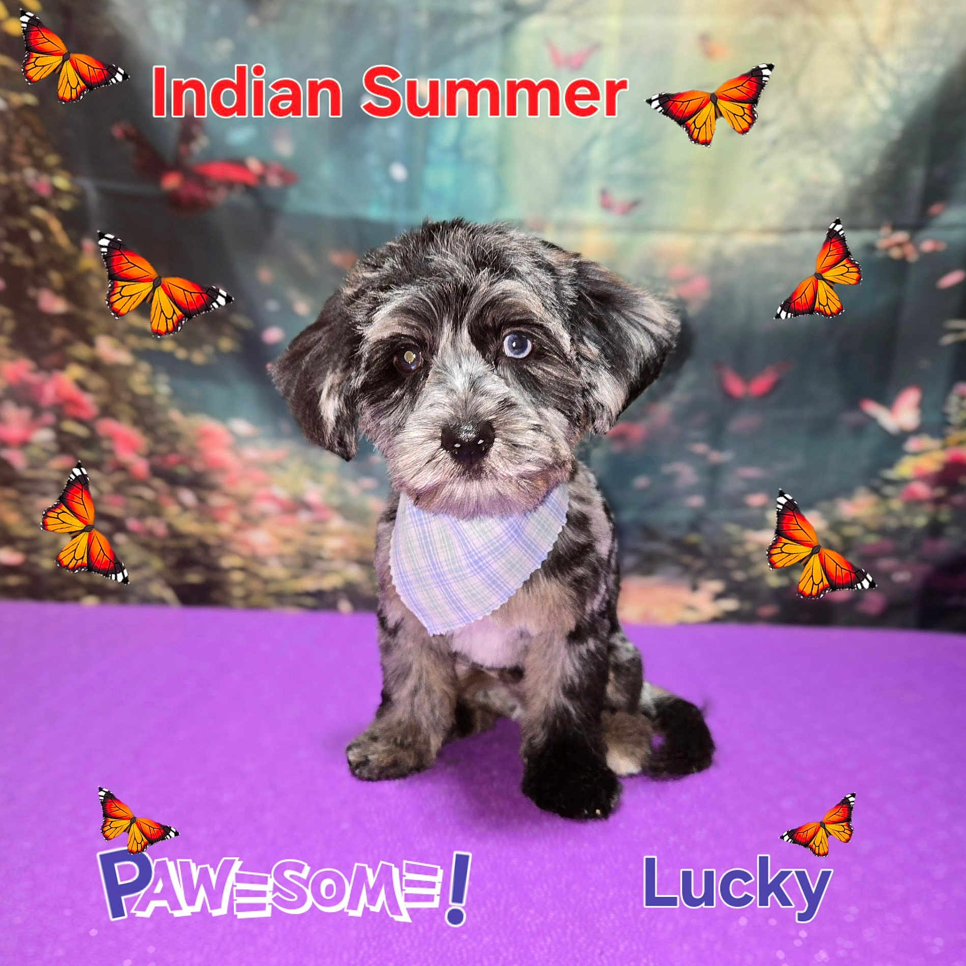 Lucky is registered to the contest to win money with this photo: puppy, dog, sitting, fluffy, black_and_white, blue_eye, brown_eye, bandana, butterflies, monarch_butterflies, purple_background, outdoor_scene, nature, portrait, pet, animal, text_overlay, indian_summer, colorful, cute