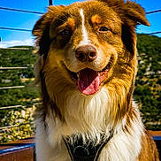 Amigo a rejoint le concours — aidez-le/la à gagner de superbes lots ! animal, brown_and_white, canine, closeup, collar, daylight, dog, ears, friendly, fur, happy, nature, nose, outdoor, pet, portrait, sky, smiling, sunlight, tongue_out