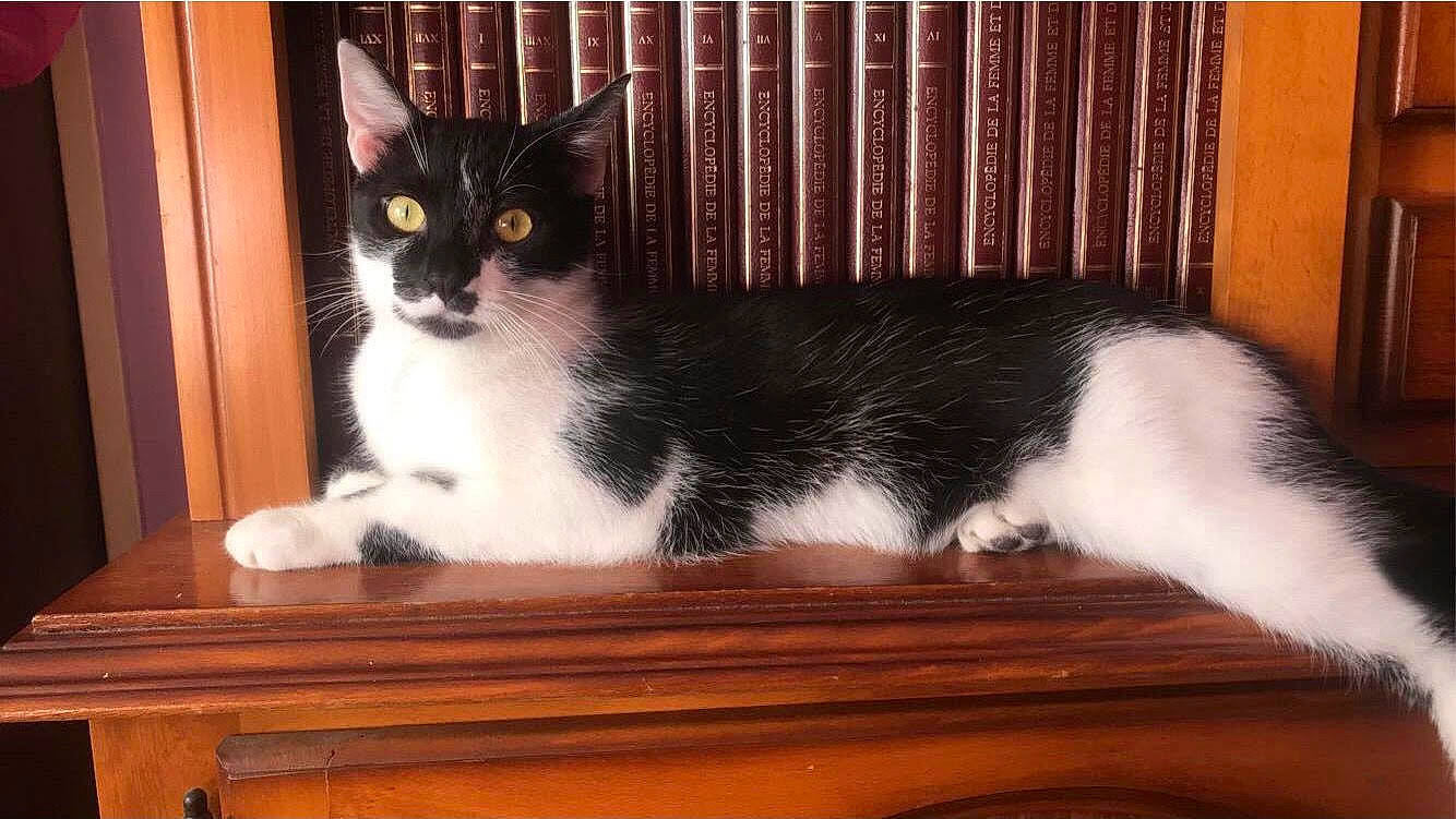 Inky participe au concours pour gagner de l'argent avec cette photo : carnivore, cat, cat_furniture, cat_supply, comfort, domestic_short_haired_cat, felidae, fur, hardwood, paw, pedestal, pet_supply, room, sitting, small_to_medium_sized_cats, snout, tail, whiskers, window, wood