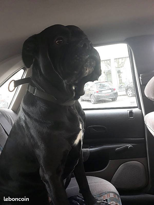 Leko participe au concours pour gagner de l'argent avec cette photo : auto_part, automotive_mirror, car, carnivore, companion_dog, dog, dog_breed, family_car, fawn, gun_dog, head_restraint, monochrome_photography, steering_wheel, tints_and_shades, vehicle, vehicle_door, whiskers, window, windshield, working_animal
