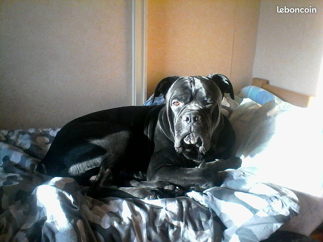 Leko participe au concours pour gagner de l'argent avec cette photo : carnivore, chair, comfort, companion_dog, couch, dog, dog_breed, dress, event, flooring, formal_wear, fur, grey, headpiece, linens, personal_protective_equipment, satin, sleeve, sporting_group, toy