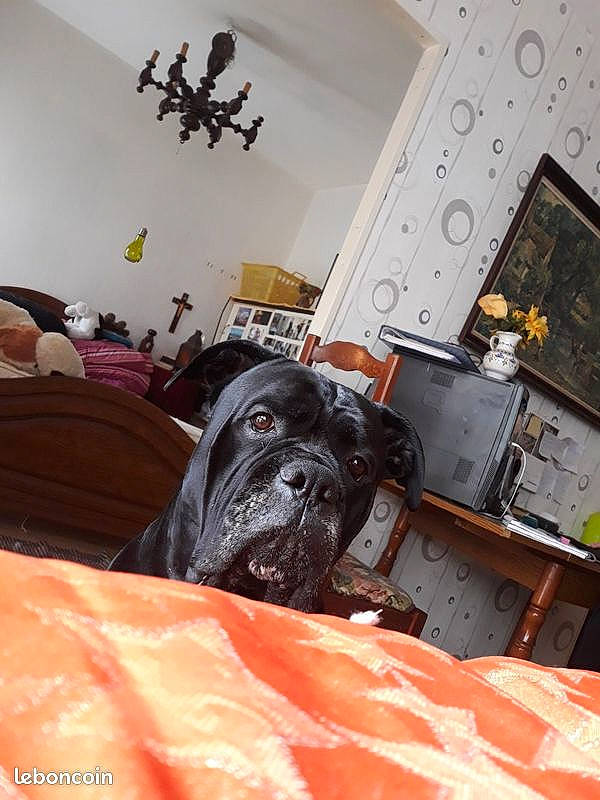 Leko participe au concours pour gagner de l'argent avec cette photo : canidae, carnivore, comfort, companion_dog, couch, dog, dog_breed, event, fawn, flooring, fur, grey, house, interior_design, living_room, orange, picture_frame, room, wood, working_animal