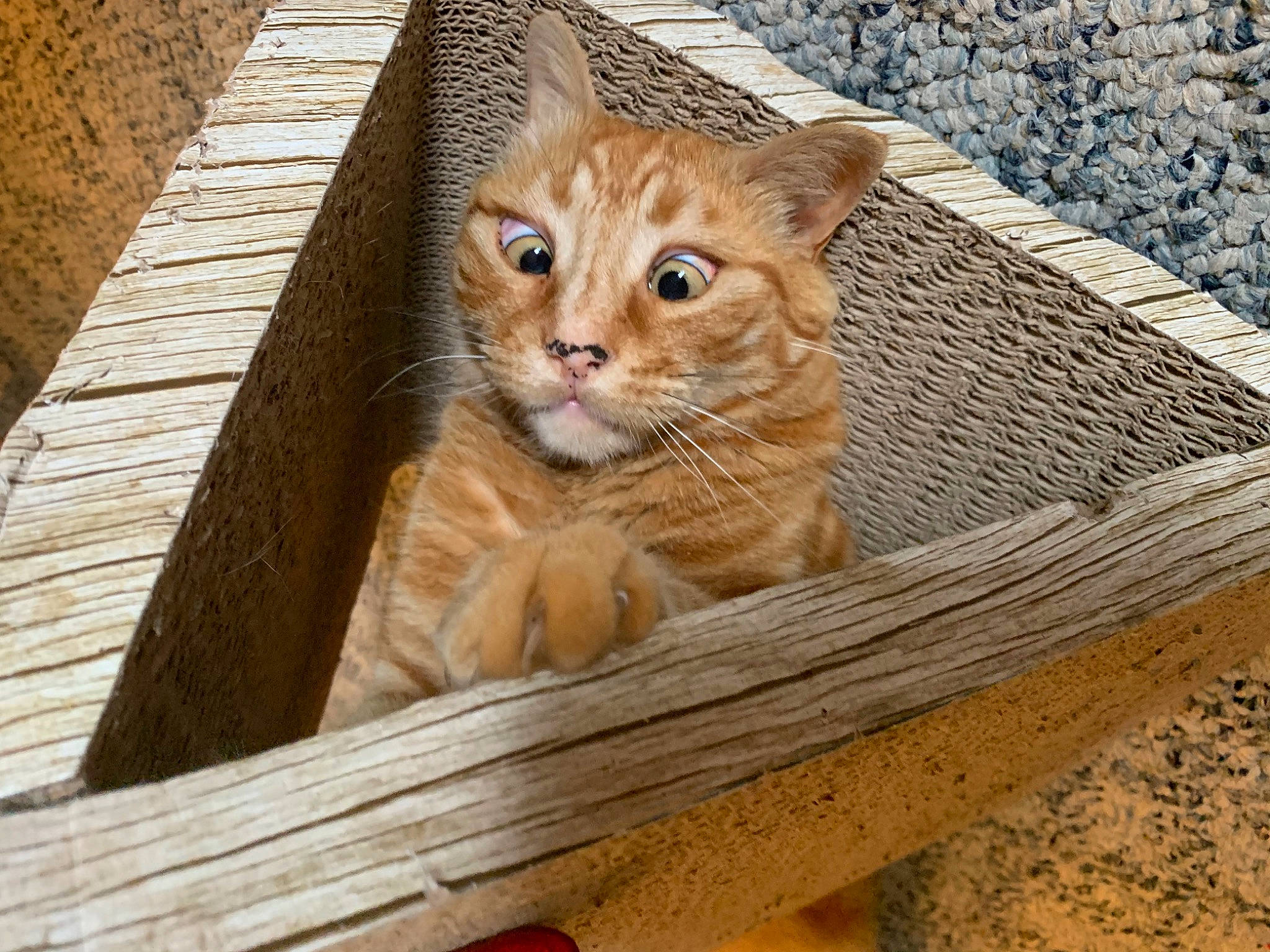 Loui joined the competition — help win amazing prizes! carnivore, cat, domestic_short_haired_cat, eye, fawn, felidae, flooring, fur, grass, hardwood, sitting, small_to_medium_sized_cats, snout, tail, terrestrial_animal, tree, whiskers, wildlife, wood, wood_stain