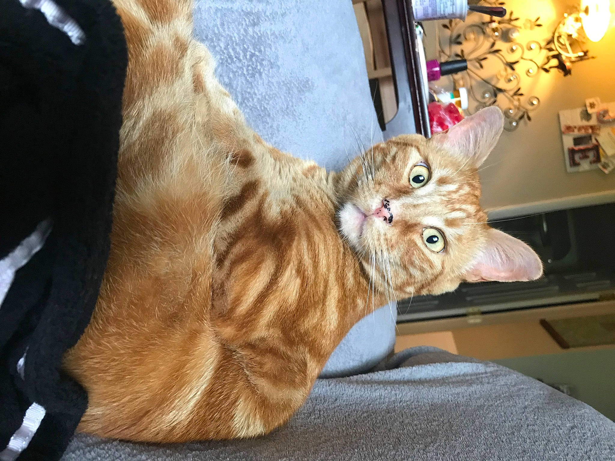 Loui joined the competition — help win amazing prizes! canidae, carnivore, cat, claw, comfort, domestic_short_haired_cat, fawn, felidae, foot, fur, human_leg, lap, paw, room, sitting, small_to_medium_sized_cats, snout, tail, whiskers, wood
