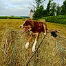 Orion participe au concours pour gagner de l'argent avec cette photo : dog, hay_bale, field, windmill, trees, rural, grass, nature, outdoor, cloudy_sky, animal, canine, leash, harness, greenery, farm, pasture, landscape, tongue_out, resting