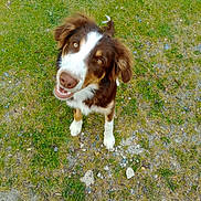 Orion participe au concours pour gagner de l'argent avec cette photo : dog, grass, outdoor, pet, canine, brown, white, fur, happy, looking_up, ears, nose, mouth, eyes, standing, ground, nature, animal, playful, mammal
