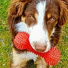 Orion a rejoint le concours — aidez-le/la à gagner de superbes lots ! dog, close_up, toy, red, grass, outdoor, pet, animal, playful, brown, white, fur, cute, face, mouth, nose, ears, eyes, nature, young
