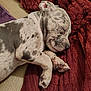 Diamond joined the competition — help win amazing prizes! puppy, dog, sleeping, resting, cozy, blanket, fur, spots, paw, cute, domestic_animal, pet, animal, mammal, relaxation, closeup, indoor, comfort, napping, adorable