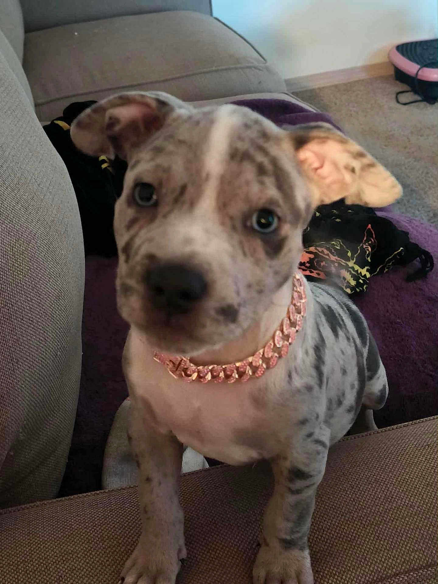 Diamond is registered to the contest to win money with this photo: puppy, dog, collar, couch, living_room, carpet, curious, pet, indoor, young_dog, ears, spots, close_up, furniture, animal, cute, domestic_animal, canine, sitting, looking