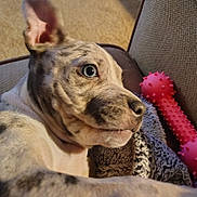 Diamond is registered to the contest to win money with this photo: dog, close_up, blue_eyes, couch, blanket, toy, pink_toy, pet, indoor, relaxed, fur, snout, ear, nose, animal, companion, domestic_animal, cute, portrait, resting