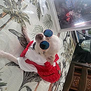 Kiwi a rejoint le concours — aidez-le/la à gagner de superbes lots ! audio_equipment, balloon, carmine, christmas_ornament, conifer, event, eyewear, fur, linens, ornament, plant, plush, room, stuffed_toy, sunglasses, toy, tree, twig, window, winter