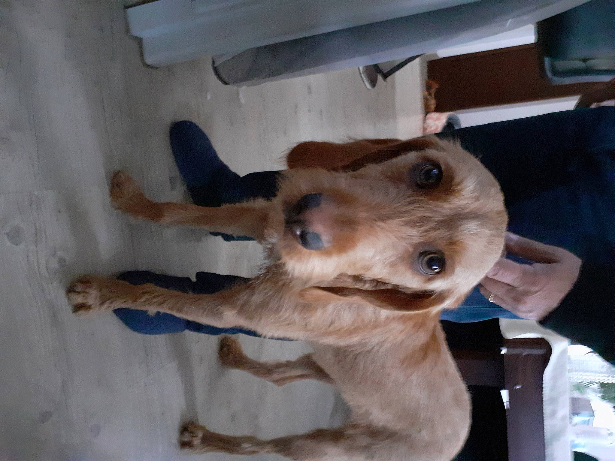 Ruby a rejoint le concours — aidez-le/la à gagner de superbes lots ! canidae, carnivore, collar, companion_dog, dog, dog_breed, dog_collar, ear, fawn, fur, gesture, guard_dog, liver, non_sporting_group, paw, sporting_group, tail, whiskers, working_animal