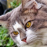 Izzy a rejoint le concours — aidez-le/la à gagner de superbes lots ! amber_eyes, animal, cat, close_up, cute, domestic_cat, eyes, feline, fur, gray_cat, greenery, head, nature, nose, outdoor, pet, portrait, soft_focus, whiskers, white_fur