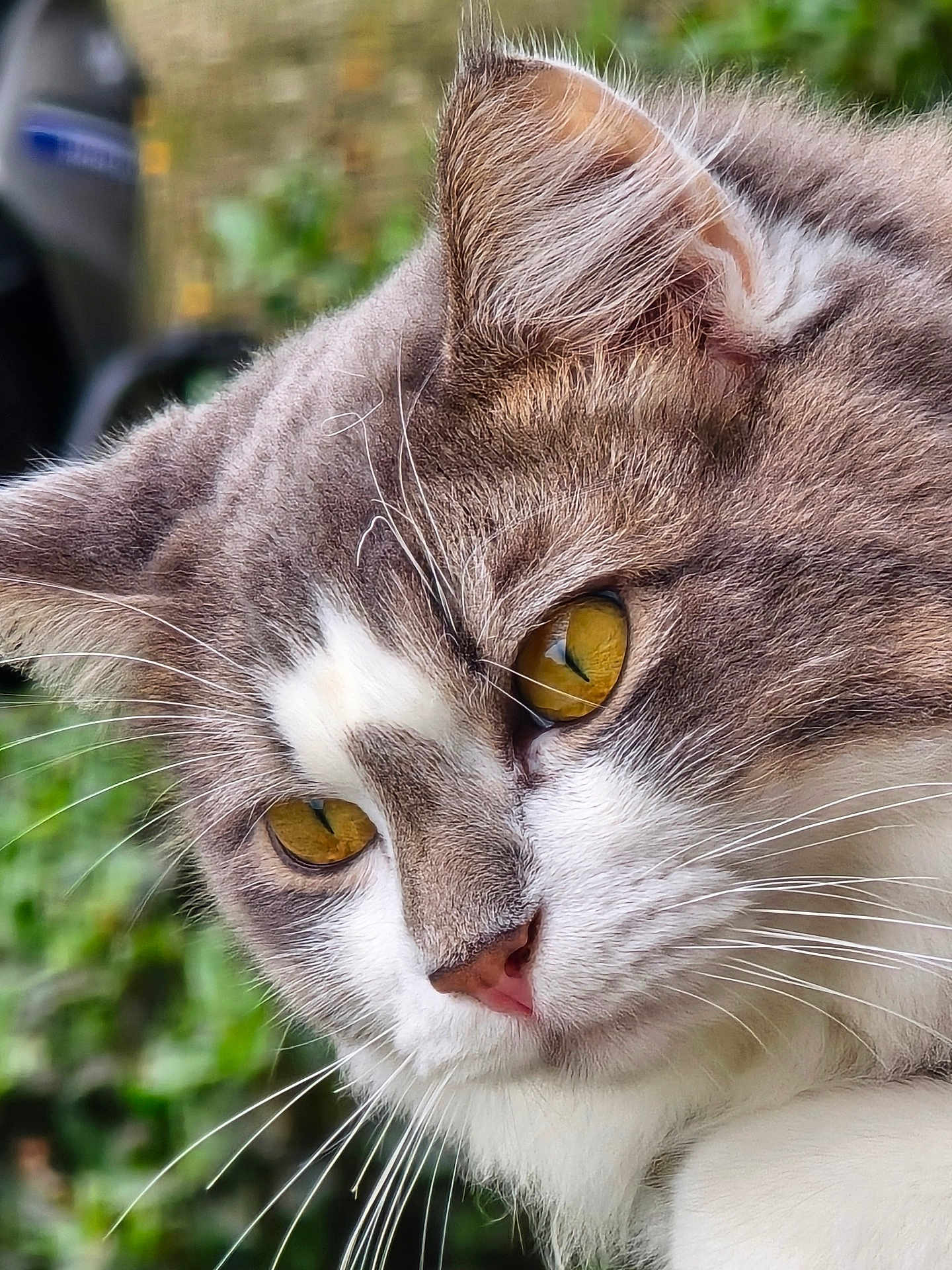 Izzy a rejoint le concours — aidez-le/la à gagner de superbes lots ! amber_eyes, animal, cat, close_up, cute, domestic_cat, eyes, feline, fur, gray_cat, greenery, head, nature, nose, outdoor, pet, portrait, soft_focus, whiskers, white_fur