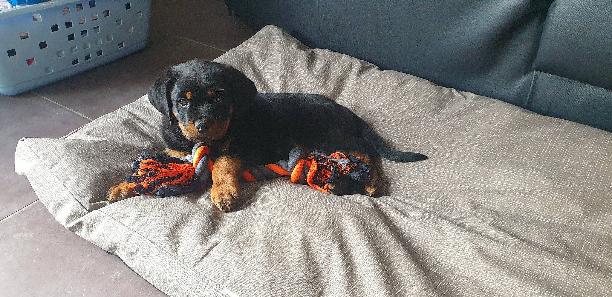 Sheitan a rejoint le concours — aidez-le/la à gagner de superbes lots ! cabinetry, canidae, carnivore, chest_of_drawers, comfort, companion_dog, couch, dog, dog_breed, dog_supply, drawer, grey, guard_dog, paw, snout, sporting_group, terrestrial_animal, toy_dog, working_animal, working_dog