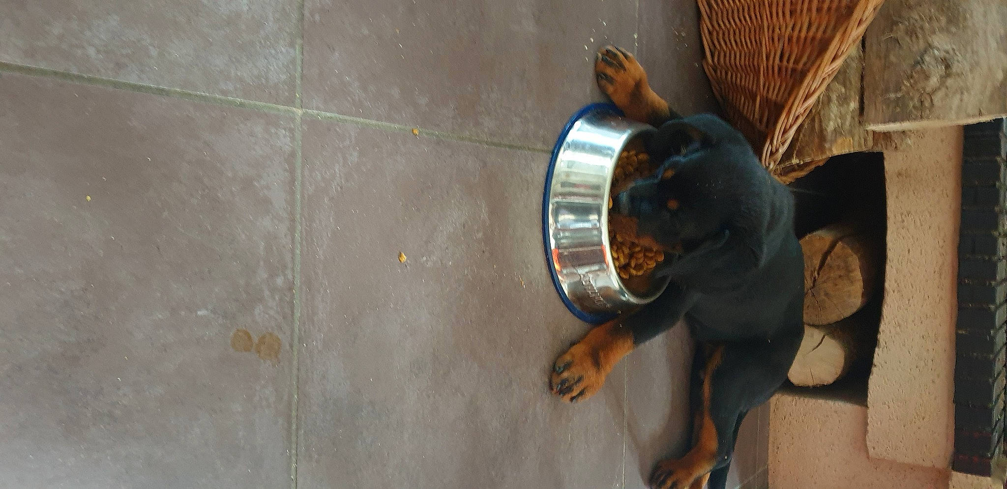 Sheitan participe au concours pour gagner de l'argent avec cette photo : asphalt, auto_part, automotive_lighting, carnivore, circle, companion_dog, concrete, dog, dog_breed, fawn, flooring, guard_dog, metal, road_surface, room, snout, sporting_group, tail, wood, working_animal