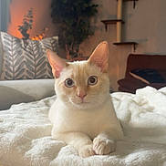 Mouse is registered to the contest to win money with this photo: cat, cream_colored, fluffy_blanket, indoor, cozy, home_decor, cat_tree, pillow, sofa, curious, relaxed, pet, feline, whiskers, ears, eyes, soft_lighting, furniture, living_room, comfortable