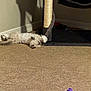 cat, kitten, carpet, cat_tree, scratching_post, toy_ball, plush_toy, sleeping, indoor, wall_outlet, shadow, hammock, pet, resting, fur, beige_carpet, cozy, playtime, floor, home