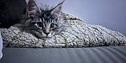 Ulysse participe au concours pour gagner de l'argent avec cette photo : cat, tabby, fluffy, blanket, cozy, indoor, pet, fur, ears, face, resting, curious, wide_eyes, soft_light, texture, gray, animal, cute, relaxed, home