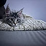 cat, tabby, fluffy, blanket, cozy, indoor, pet, fur, ears, face, resting, curious, wide_eyes, soft_light, texture, gray, animal, cute, relaxed, home