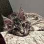 cat, kitten, gray_tabby, fluffy, close_up, pet, animal, whiskers, ears, face, fur, resting, blanket, cozy, indoor, cute, soft_texture, relaxed, lying_down, portrait