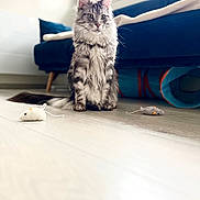 Ulysse participe au concours pour gagner de l'argent avec cette photo : cat, toy_mouse, floor, couch, cat_tunnel, indoor, pet, furniture, fluffy, gray_cat, domestic_cat, sitting, curious, natural_light, wooden_floor, cozy, home, playful, animal, feline
