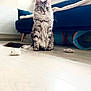 cat, toy_mouse, floor, couch, cat_tunnel, indoor, pet, furniture, fluffy, gray_cat, domestic_cat, sitting, curious, natural_light, wooden_floor, cozy, home, playful, animal, feline