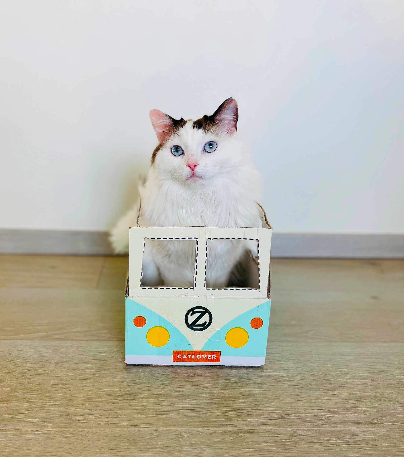 Hélios participe au concours pour gagner de l'argent avec cette photo : cat, blue_eyes, white_fur, cardboard_box, toy_box, indoor, floor, minimalistic, pet, animal, cute, feline, sitting, looking_at_camera, closeup, home, playful, box_toy, domestic_cat, curious
